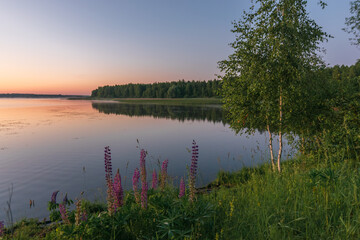 lupins on the lake