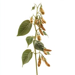 Ripe Soybean Plant Isolated Detailed Closeup Agriculture Harvest