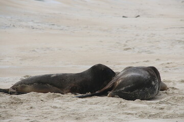 Lions de mer Peninsule Otago Dunedin Nouvelle Zélande