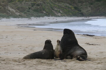 Fototapeta premium Lions de mer Peninsule Otago Dunedin Nouvelle Zélande