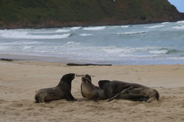 Lions de mer Peninsule Otago Dunedin Nouvelle Zélande