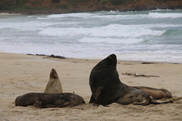 Lions de mer Peninsule Otago Dunedin Nouvelle Zélande