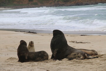 Lions de mer Peninsule Otago Dunedin Nouvelle Zélande