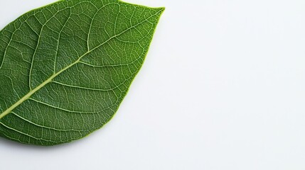 Obraz premium Crosssection of a leaf showing stomata opening and closing as part of the water cycle