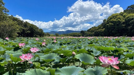 Obraz premium Serene Lotus Flowers Blooms on Vast Green Lily Pond Landscape