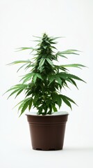 Fototapeta premium Potted Cannabis Plant Snowy Winter White Background Studio Shot