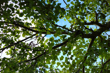 Bottom view of a blue sky and white clouds seen through the green leaves and branches