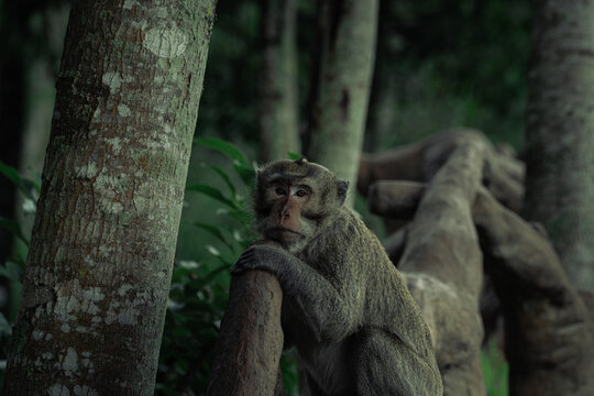 mongkey