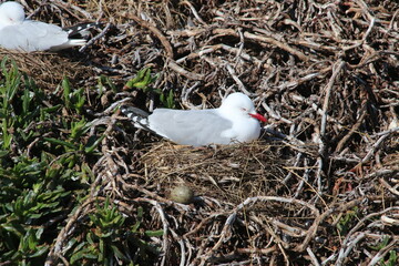 Mouette Scopuline