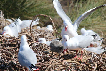 Mouette Scopuline