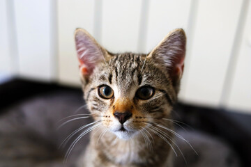 Adorable, gray, striped, young cat close up portrait
