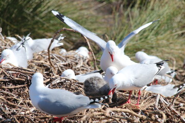 Mouette Scopuline