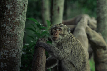monkey