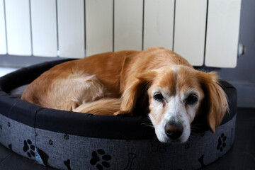Old, adorable, mixed-breed, beige dog lying in it's bed