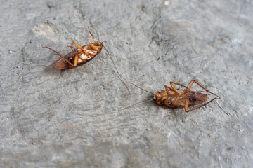 Several Cockroaches dying lying on its back