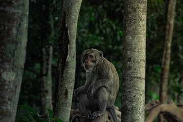 Monkey