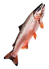 Fresh salmon fish isolated white background 