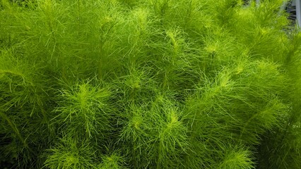 Green leaves for background