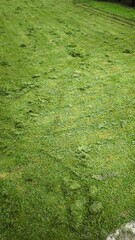 Cut grass in the field