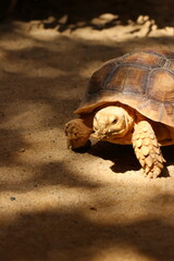 Brown turtle in the zoo