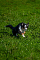 Australian shepherd running towards the camera in the grass