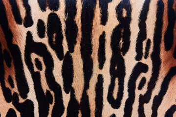 Close-up of animal skin texture with natural spotted leopard pattern