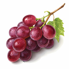 grape isolated on white background