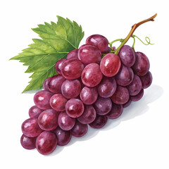Fototapeta premium grape isolated on white background