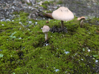 Mushrooms and green moss. Autumn time