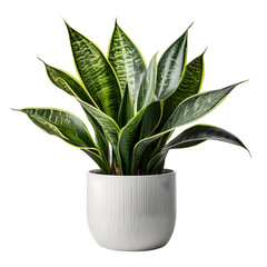 Aglaonema Plant in White Pot isolated on white background png