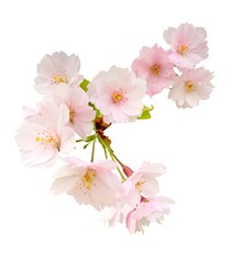 Sakura flowers, cherry blossom branch, isolated on white