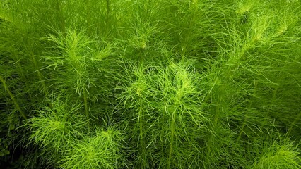 Green leaves for background