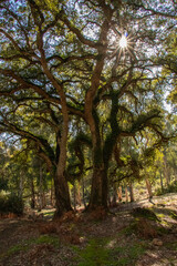 Oak trees in a forest. Beni Metir, Jendouba, Tunisia