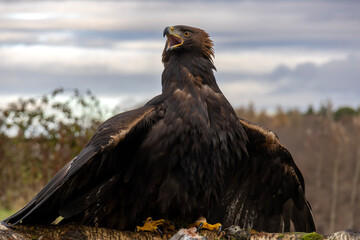 Golden Eagle Calling Out