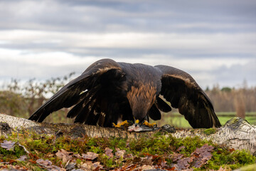 Golden Eagle Eating His Prey