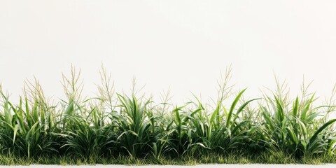 Lush Green Grass Border Nature Plants Foliage White Background High Resolution Detailed Texture