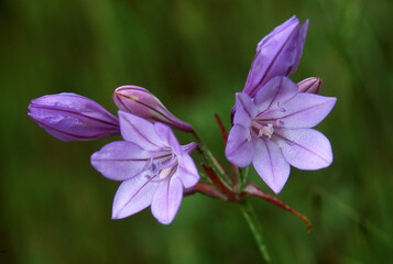 Cluster of Purple Wildflowers