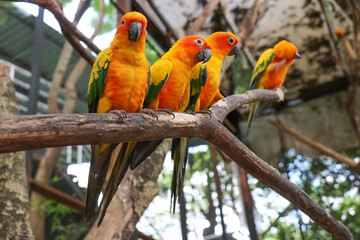 A small orange parrot in the zoo.