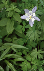 Single Columbine Flower