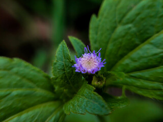 Small purple flowers bloom among feathery green leaves