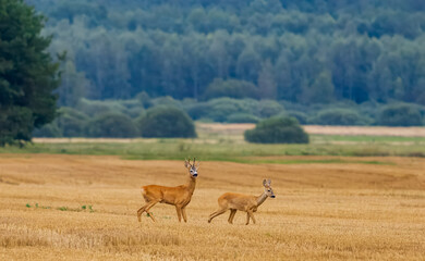 Summer landscape of roe deer couple