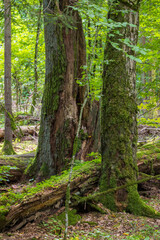 Autumnal natural deciduous forest