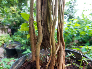 Fototapeta premium Hanging Roots of a Banyan Tree (Ficus Benjamina) in a Pot