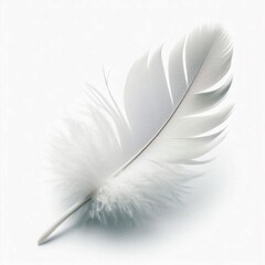 Obraz premium white feather on white background