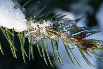 Snow-Covered Fir Needles with Ice Crystals