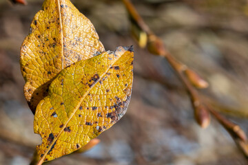 Autumn Yellow Leaf Close-Up with Detailed Texture