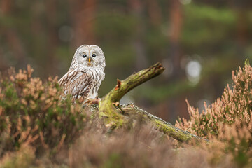 male Ural owl (Strix uralensis) in counterlight
