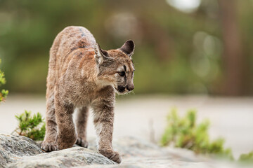 Kitten Cougar (Puma concolor), puma, mountain lion, panther, or catamount in the wood