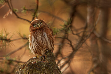 The ferruginous pygmy owl (Glaucidium brasilianum) in the pine needles
