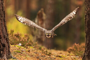The spotted eagle-owl (Bubo africanus), also known as the African spotted eagle-owl